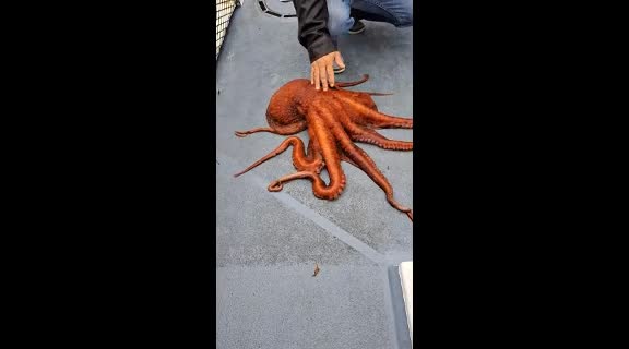 Video - Clip: Cận cảnh bạch tuộc khổng lồ nặng 23kg mắc lưới ngư dân