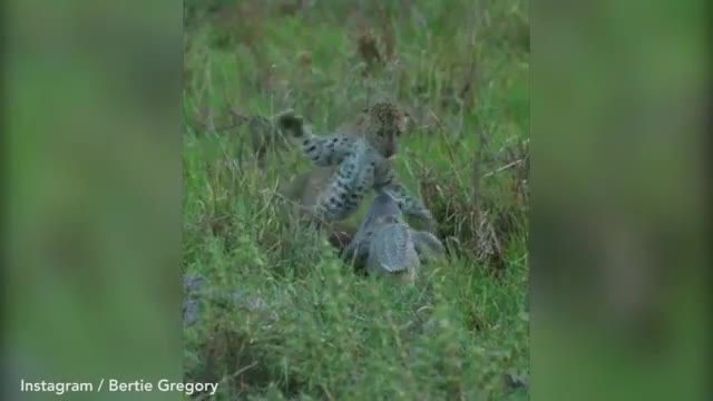 Video - Clip: Bị cướp mồi, báo đốm cả gan tát thẳng mặt cá sấu và cái kết