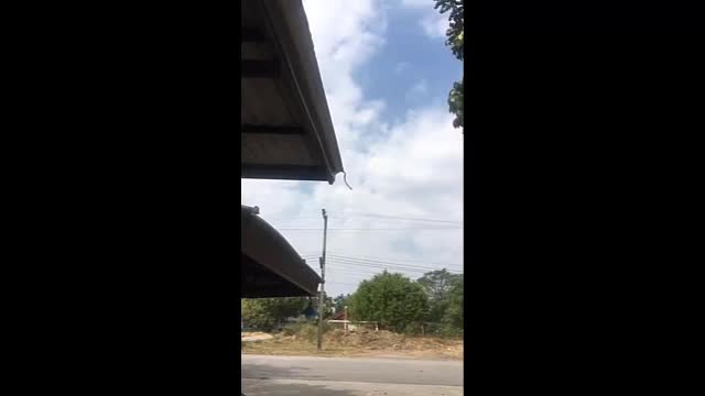 Video - Clip: Rắn phi thân nhảy từ trên nóc nhà xuống dưới đất
