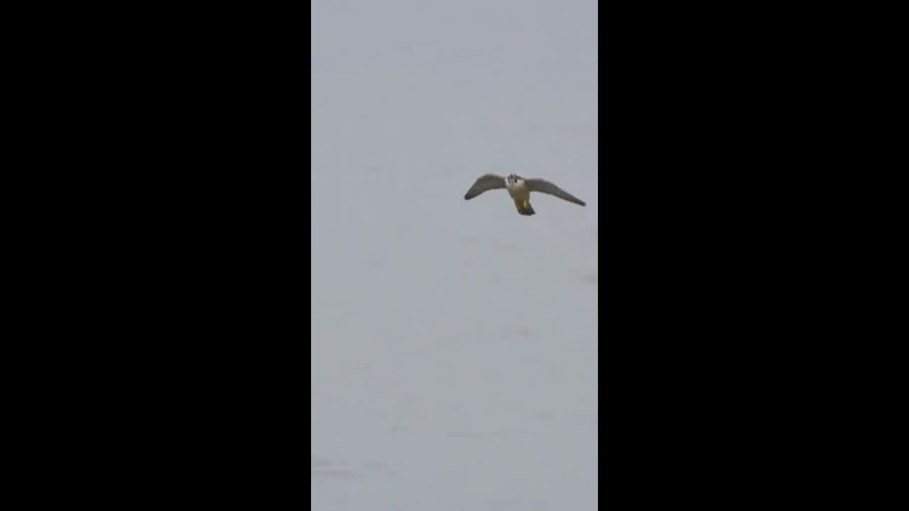 Video - Clip: Kinh ngạc khoảnh khắc chim ưng chuyền thức ăn trên không trung
