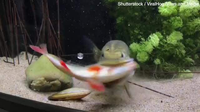 Video - Clip: Đang bơi tung tăng trong bể, cá chày bị cá chó nuốt chửng