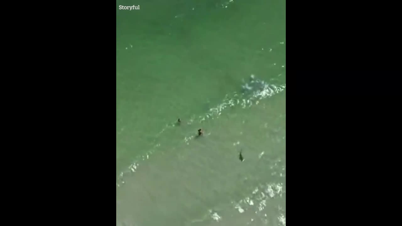 Video - Clip: Kinh hoàng khoảnh khắc cá mập bơi gần người