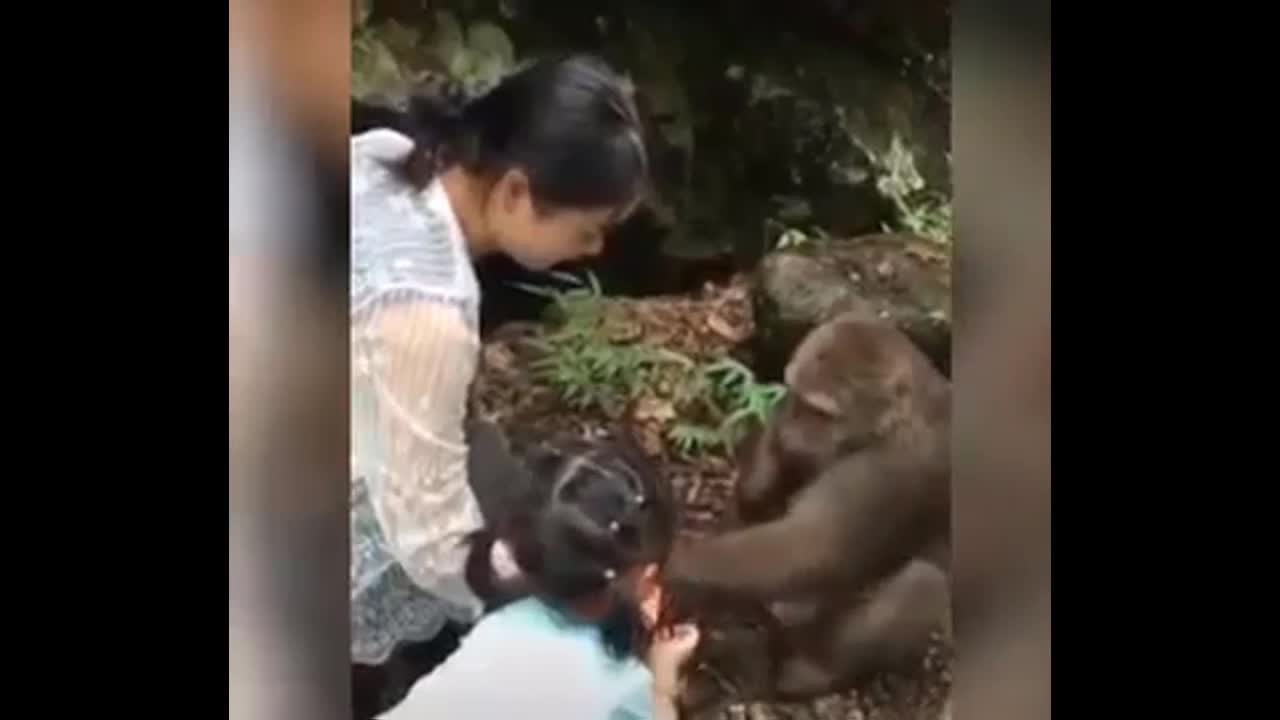 Video - Clip: Không được cho ăn tiếp, khỉ nổi giận đấm ngã bé gái