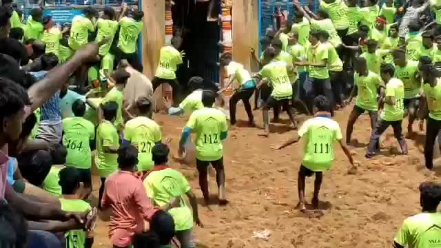 Video - Clip: Rợn người với lễ hội thuần hóa bò dữ ở Ấn Độ
