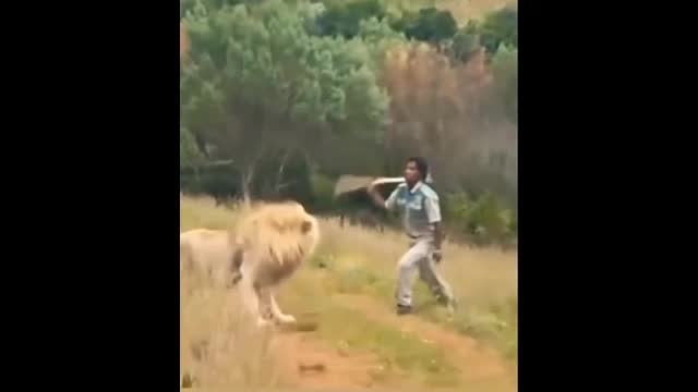 Video - Clip: Người đàn ông cầm gậy đuổi sư tử và diễn biến khó tin phía sau