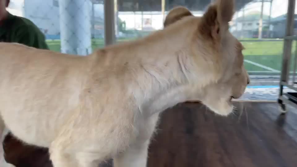 Video - Clip: Quán cà phê nuôi sư tử con để thu hút khách