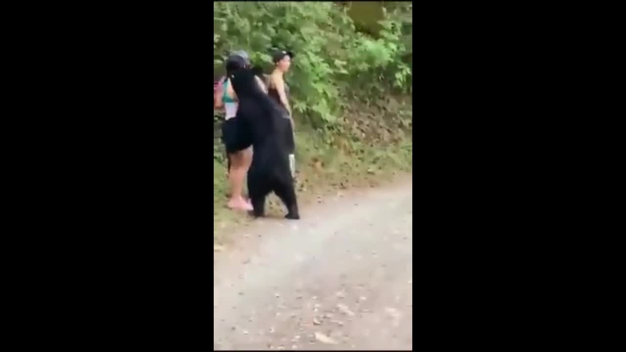 Giải trí - Clip: Cô gái chạm trán gấu đen khổng lồ ở giữa đường và cái kết