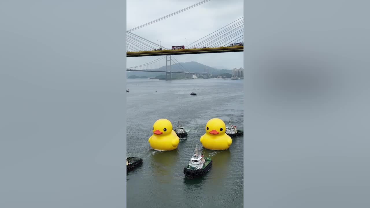 Video - Clip: Cặp vịt cao su khổng lồ xuất hiện ở vùng biển Hong Kong