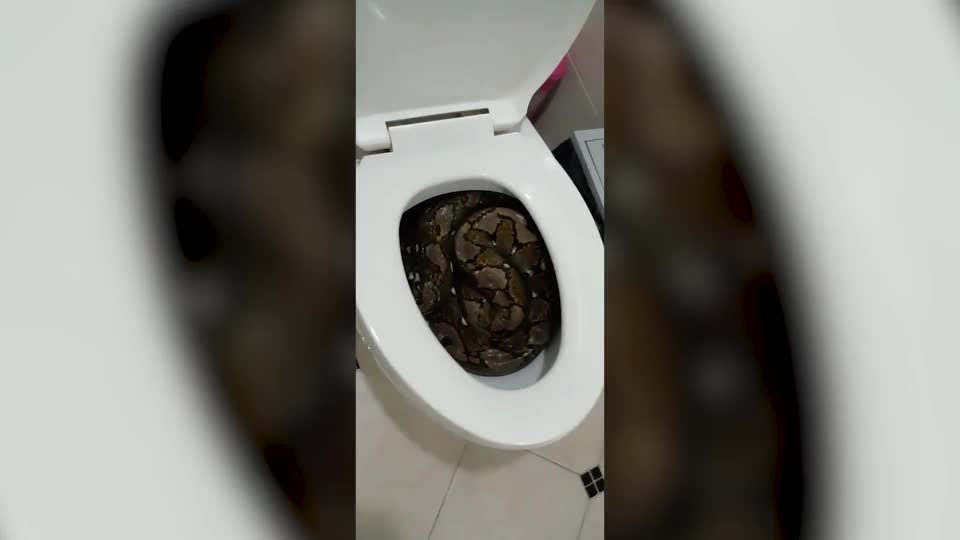 Video - Clip: Kinh hoàng phát hiện trăn khổng lồ trong nhà vệ sinh
