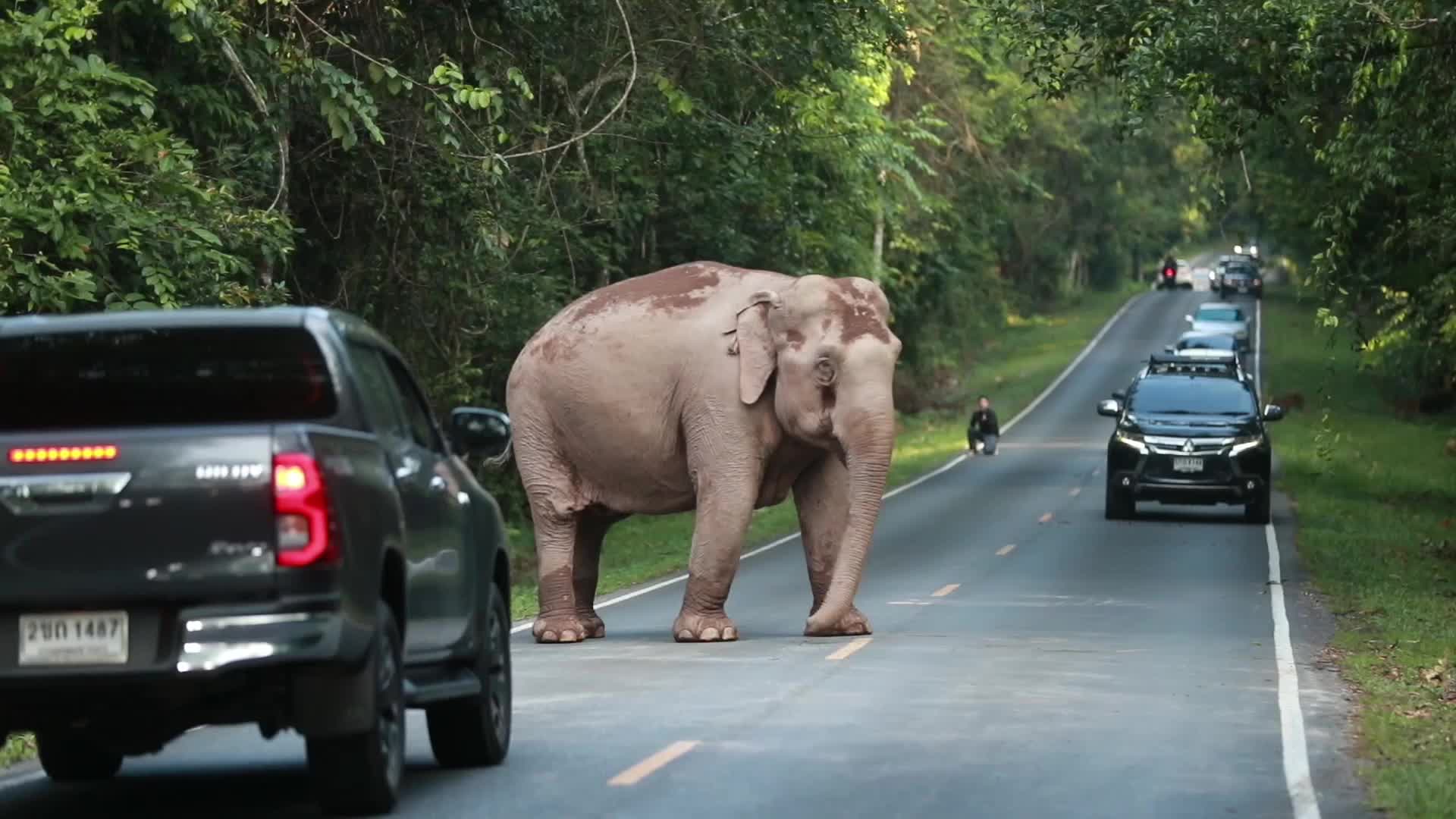 Video - Clip: Voi rừng cản trở giao thông trên đường nông thôn ở Thái Lan