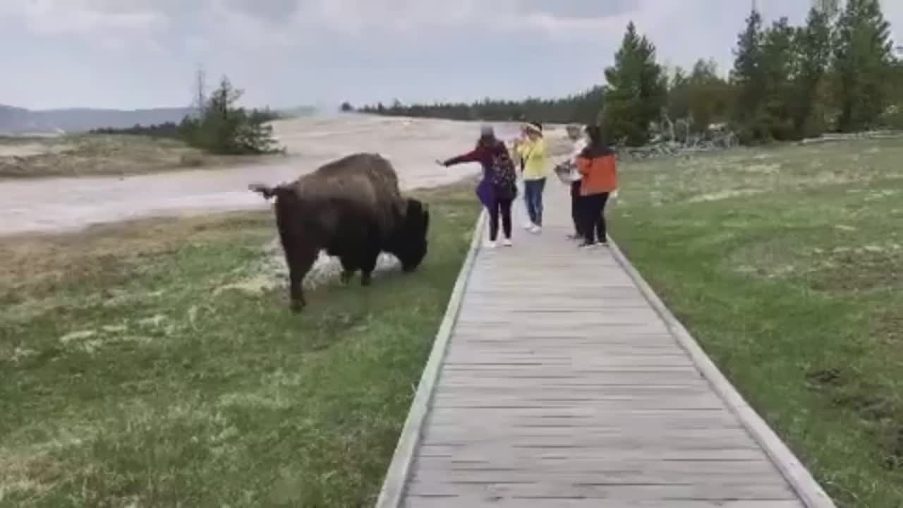 Video - Clip: Tạo dáng chụp ảnh cùng bò rừng bison, cô gái suýt mất mạng