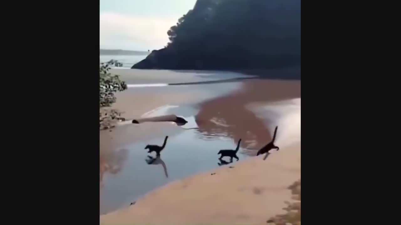 Video - Clip: Đàn khủng long chạy trên bãi biển và sự thật ngã ngửa phía sau