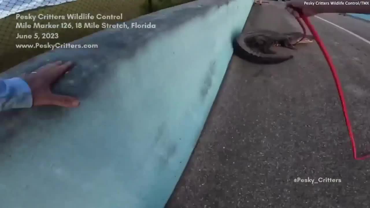 Video - Clip: Kịch tính vây bắt cá sấu trên đường cao tốc
