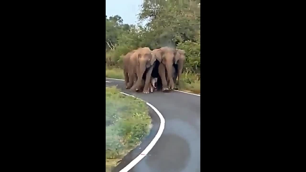 Video - Clip: Khoảnh khắc đàn voi bảo vệ con non làm tan chảy trái tim