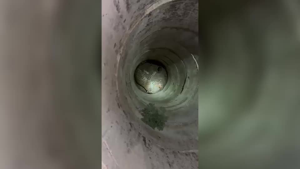 Video - Clip: Giải cứu con báo rơi xuống giếng sâu 6 m