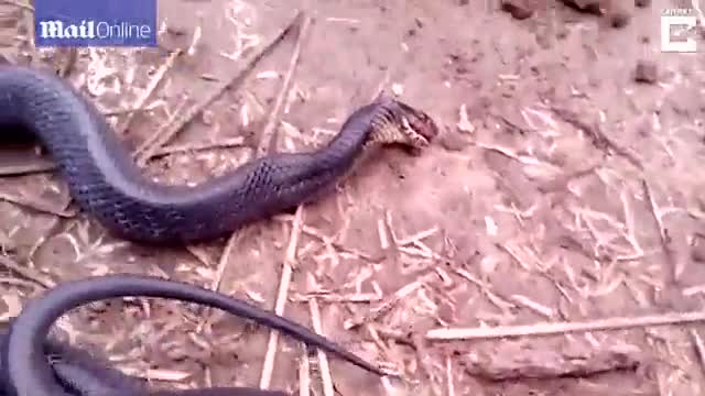 Video - Clip: Rắn há miệng lăn đùng ra giả chết để tránh nguy hiểm