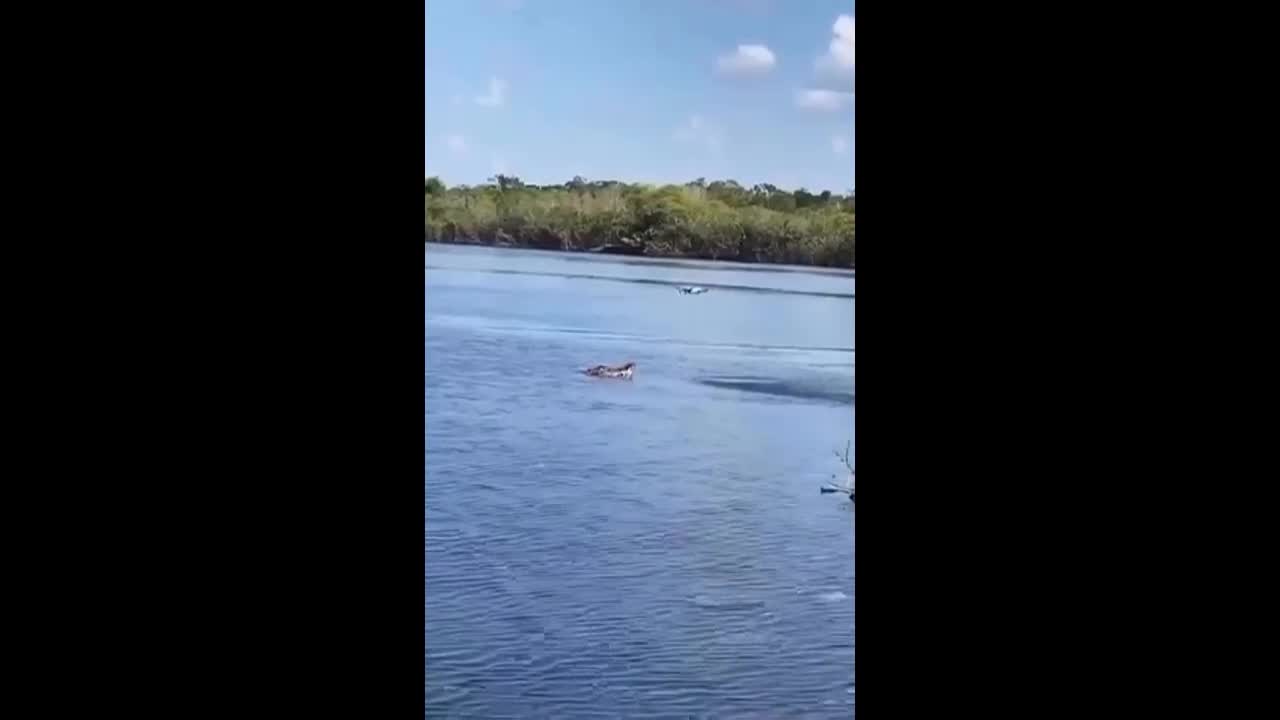 Video - Clip: Cá sấu phi thân khỏi mặt nước đớp flycam và cái kết