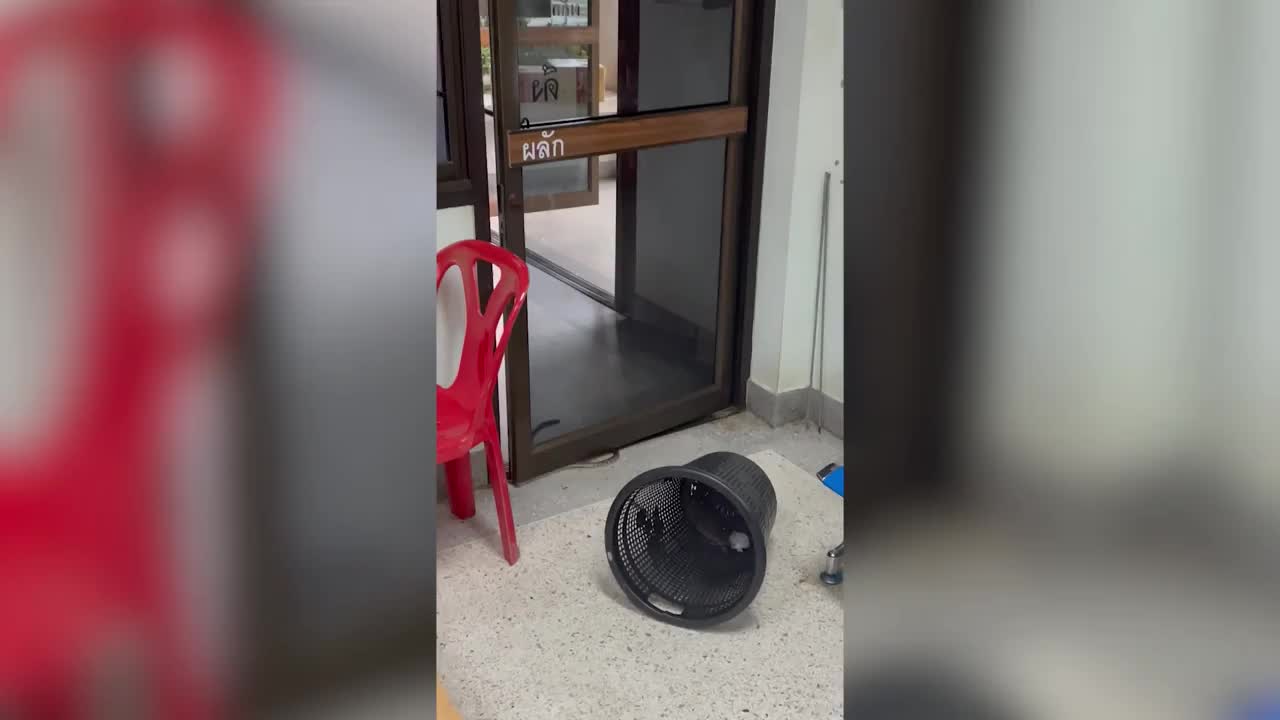 Video - Clip: Nhân viên văn phòng kinh hãi chạy khi con rắn cố bò vào phòng