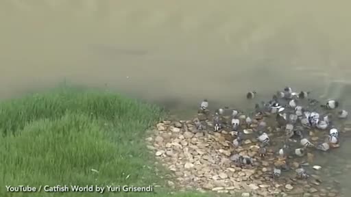 Video - Clip: Cá trê 'sát thủ' tung cú đớp nhanh như chớp bắt gọn chim bồ câu