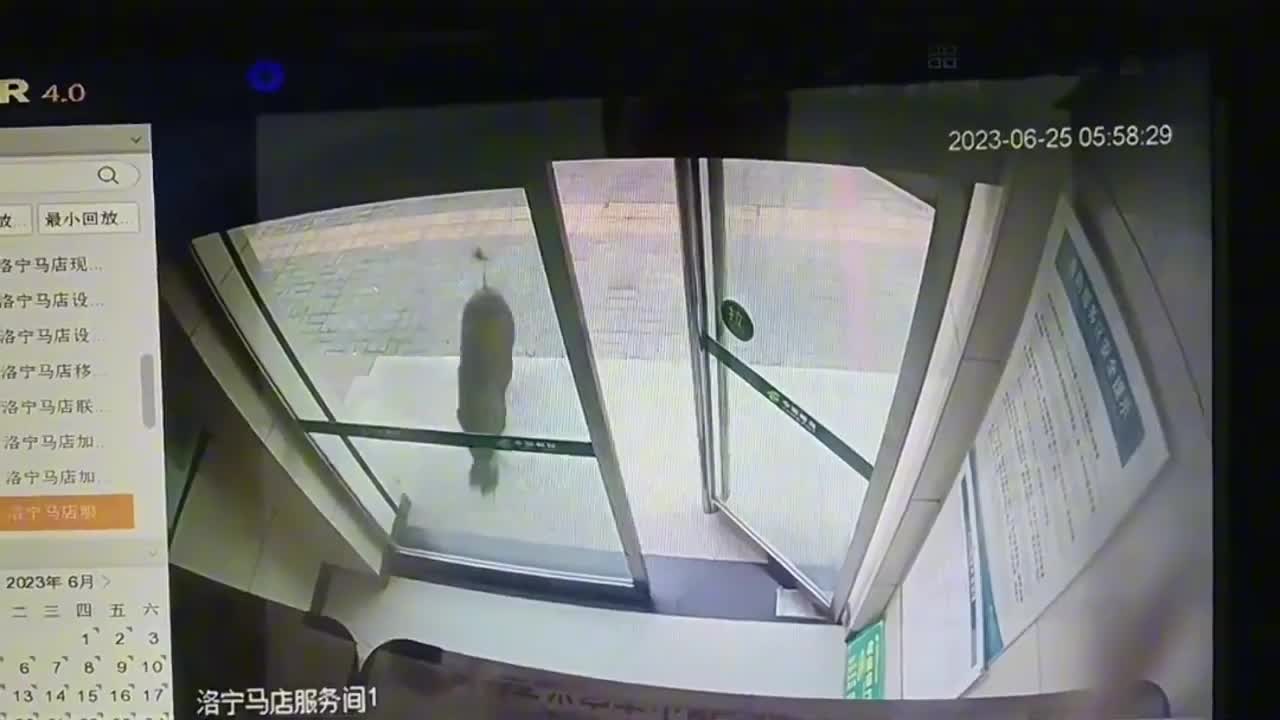 Video - Clip: Lợn rừng hung hãn xông vào ngân hàng ở Trung Quốc