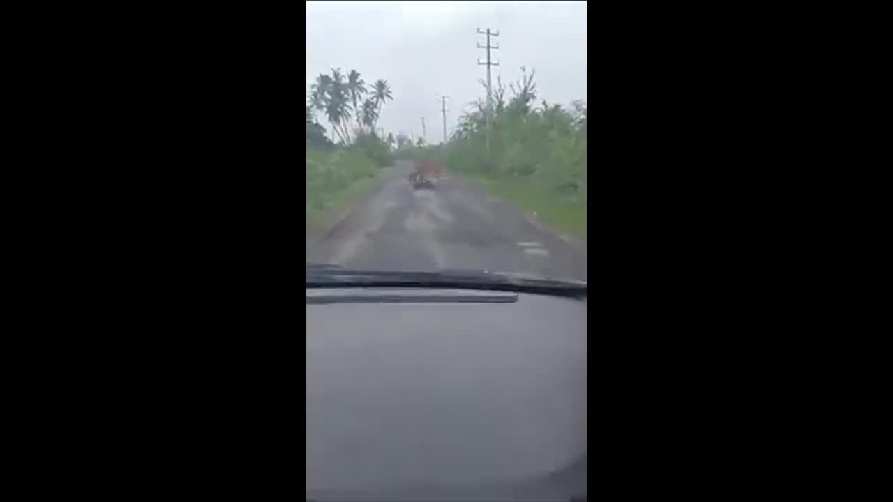 Video - Clip: Người đàn ông cầm gạch lao tới đuổi sư tử cứu bò bị tấn công