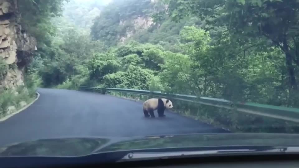 Video - Clip: Bắt gặp gấu trúc hoang dã trên đường núi ở Trung Quốc