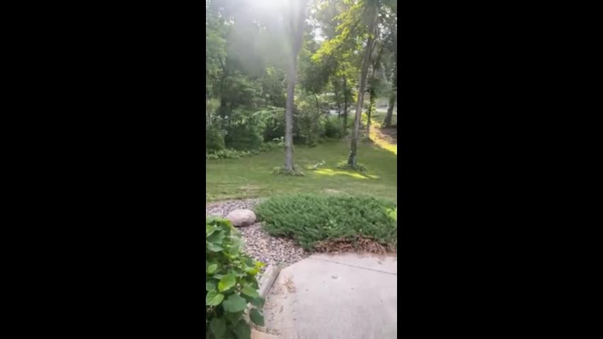 Video - Clip: Chó rượt đuổi gà tây và cái kết bất ngờ