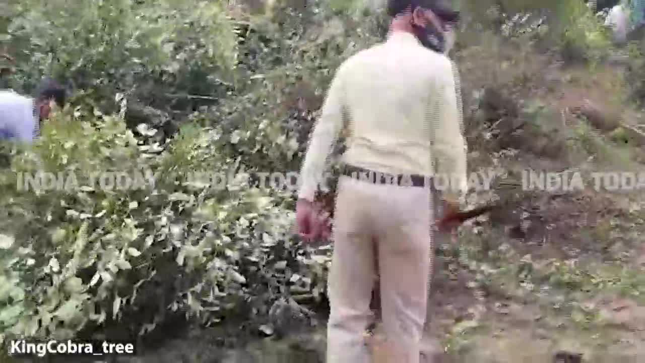 Video - Clip: Rắn hổ mang chúa khổng lồ dài 3,6m bị bắt dưới gốc cây xoài