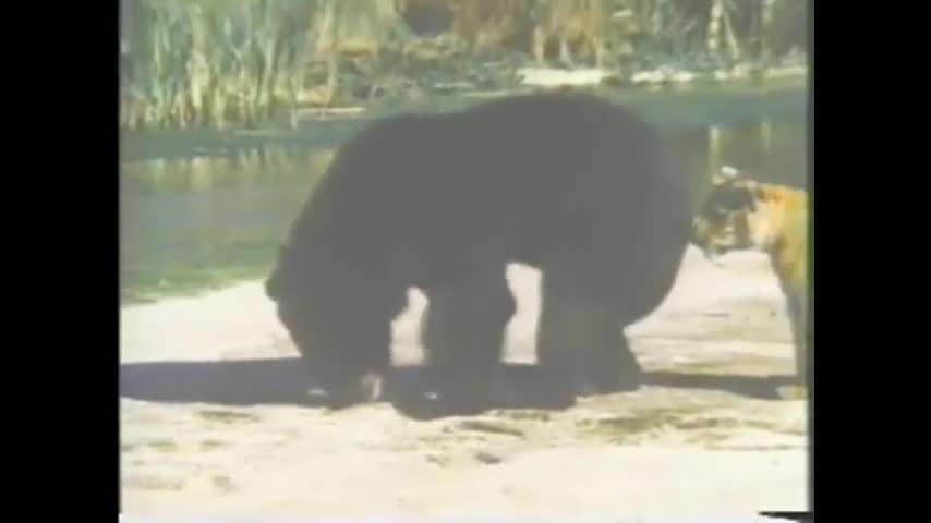 Video - Clip: Gấu đen đứng thẳng hai chân đánh nhau với hổ dữ và cái kết