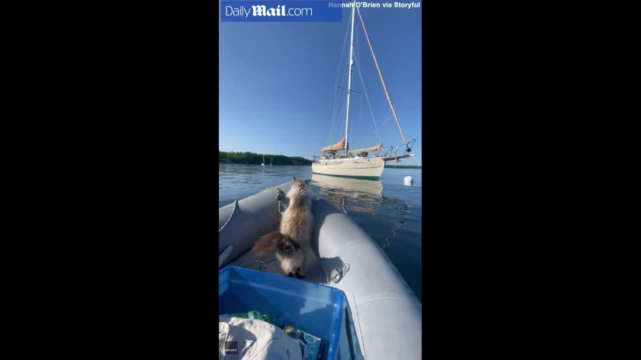 Video - Clip: Mèo phấn khích nhảy lên thuyền buồm và cái kết bất ngờ