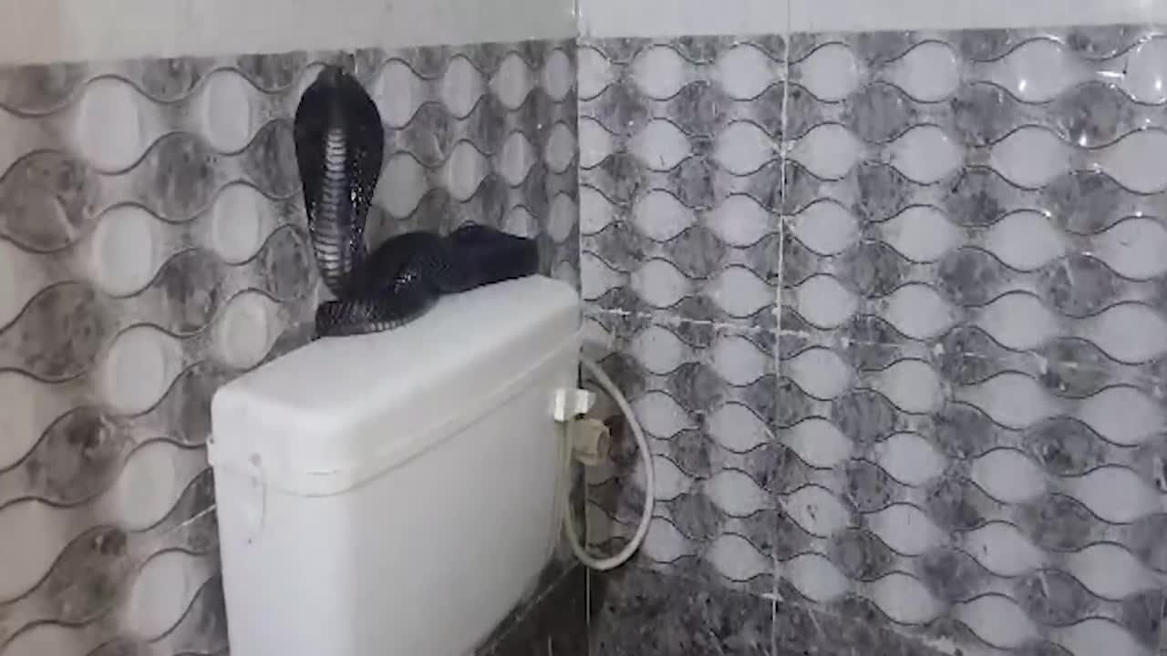 Video - Clip: Bước vào phòng tắm, người đàn ông 'chạm mặt' rắn hổ mang chúa