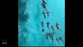 Video - Clip: Du khách liều lĩnh bơi cùng hàng chục con cá mập ở Maldives