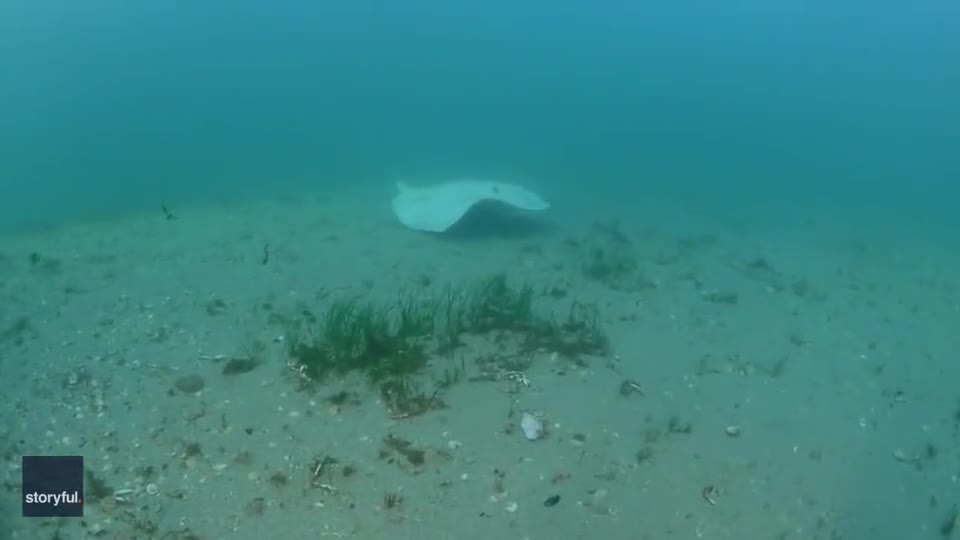 Video - Clip: Phát hiện cá đuối bạch tạng quý hiếm ở Australia