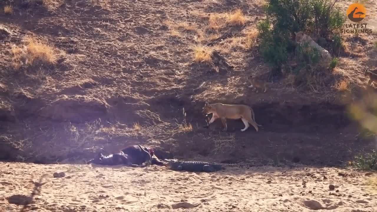 Video - Clip: Cá sấu lao lên bờ tấn công sư tử để cướp mồi và cái kết