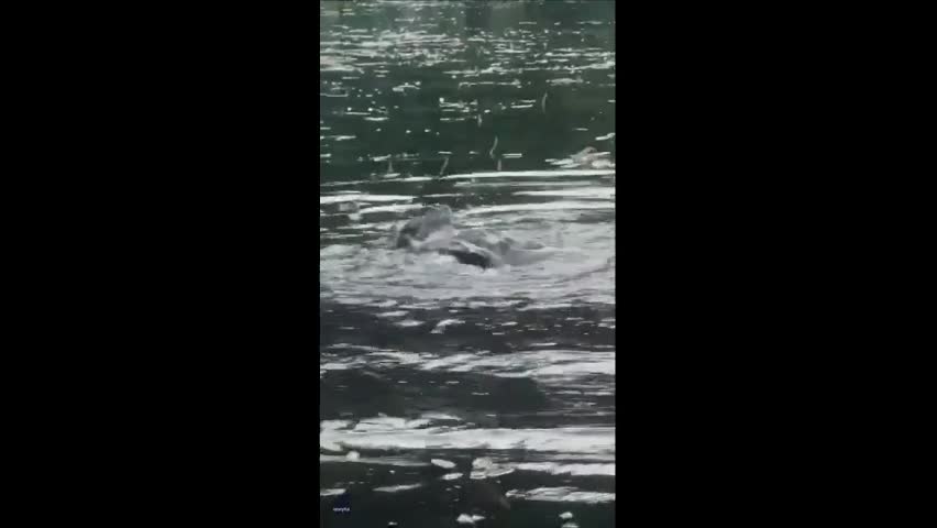 Video - Clip: Đang câu cá thì phát hiện hai con rùa khổng lồ đánh nhau