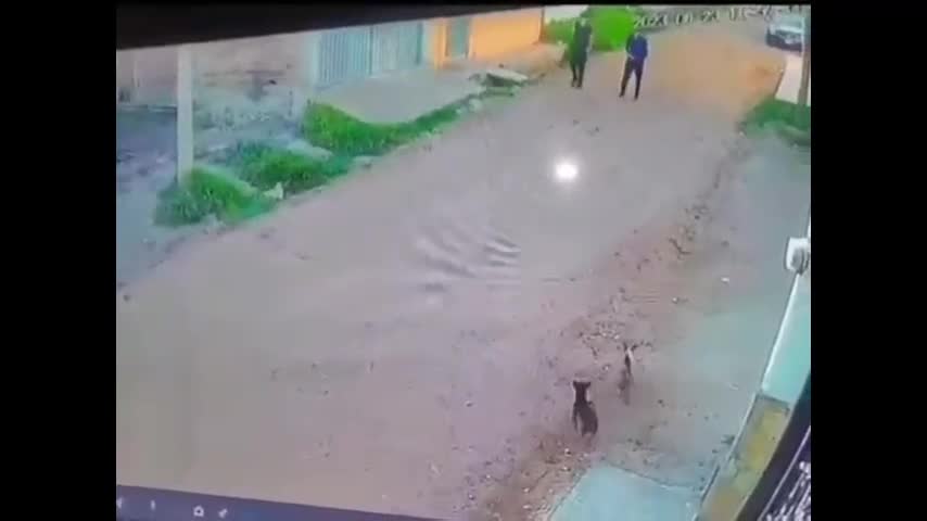 Video - Clip: Bị 2 thanh niên xua đuổi, chó con gọi 'chó bố' ra đe đọa