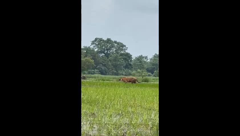Video - Clip: Bác nông dân đang cày ruộng thì hổ dữ xuất hiện và cái kết