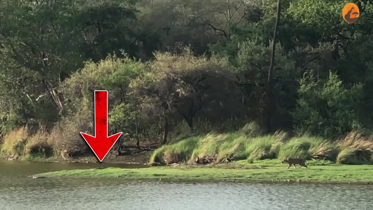 Video - Clip: Lao xuống nước săn mồi, hổ dữ bị cá sấu tấn công ngược