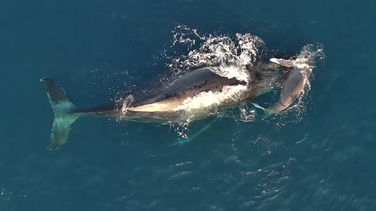 Video - Clip: Cảnh quay tuyệt đẹp về mẹ con cá voi ở ngoài khơi Reunion