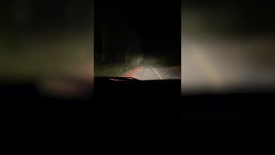 Video - Clip: Bất ngờ gặp con vật khổng lồ trong đêm tối khiến tài xế hoảng sợ