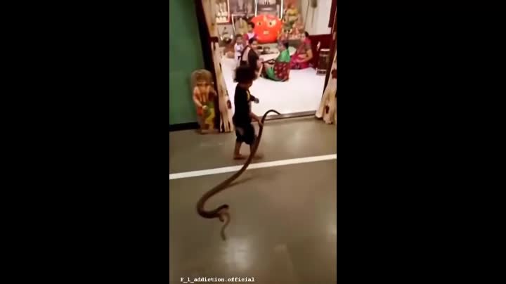 Video - Clip: Bé trai cầm đuôi rắn lôi vào trong nhà khiến người lớn sợ hãi
