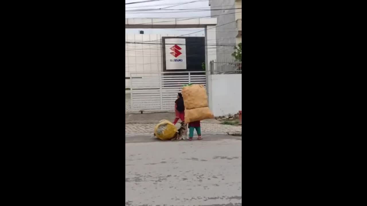 Video - Clip: Chú chó giúp người phụ nữ mang bao phế liệu gây “bão mạng”