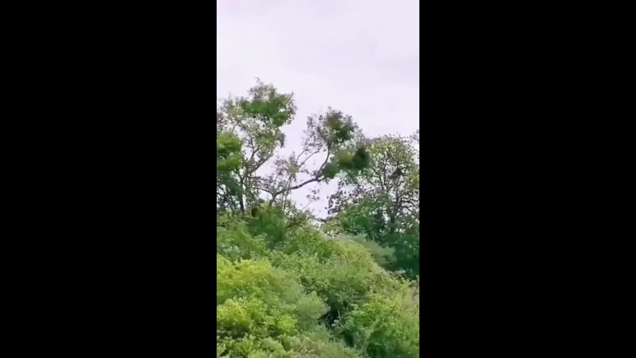 Video - Clip: Cú nhảy thần sầu của báo hoa mai để bắt khỉ ở cây đối diện