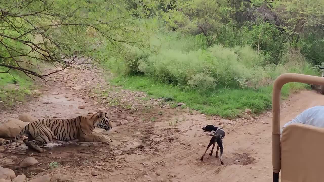 Video - Clip: Dại dột đe dọa hổ, chó hoang trả giá bằng cả mạng sống