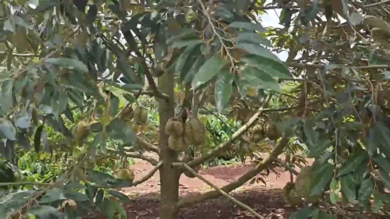 Dân sinh - Nông dân trồng cây tiền tỷ tiết lộ 'bí kíp' chống rụng trái 