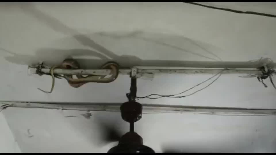 Video - Clip: Cả gia đình hoảng sợ khi thấy rắn treo trên trần nhà