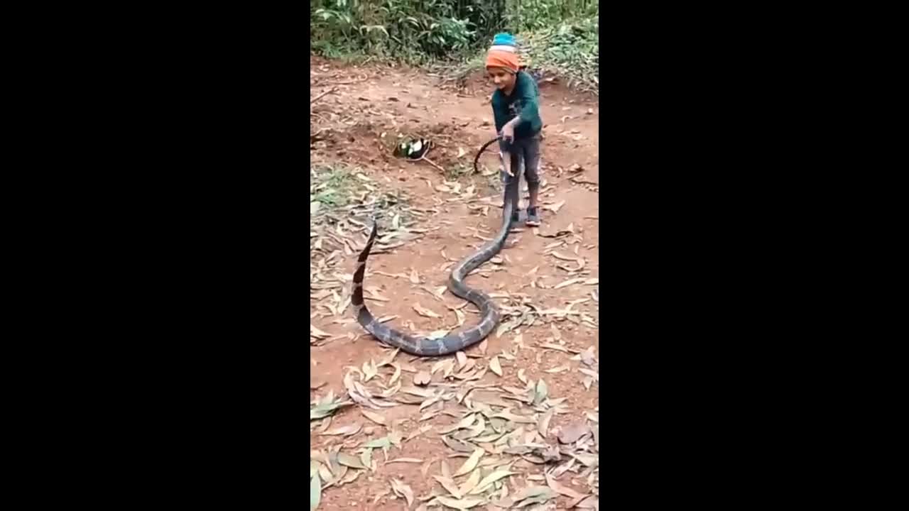 Video - Clip: Cậu bé hồn nhiên cầm đuôi rắn hổ mang chúa khổng lồ để chơi đùa