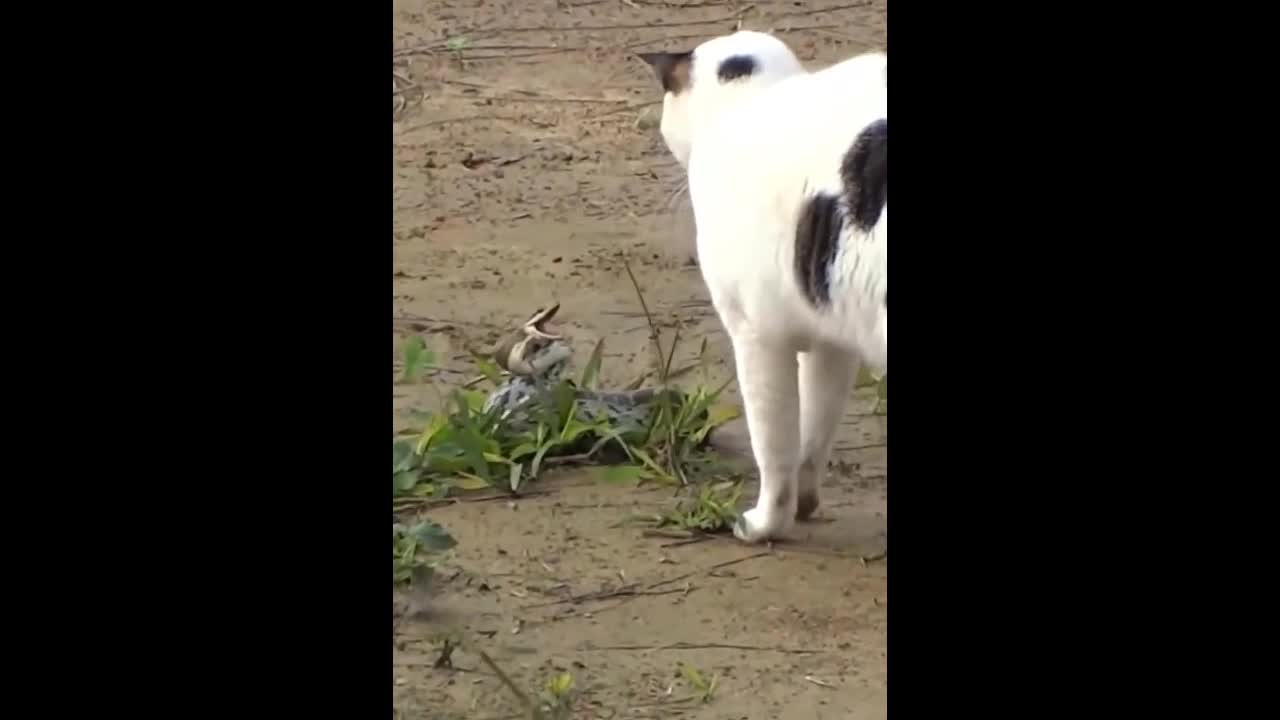 Video - Clip: Mèo nhà tung 'liên hoàn cước' tấn công rắn độc và cái kết