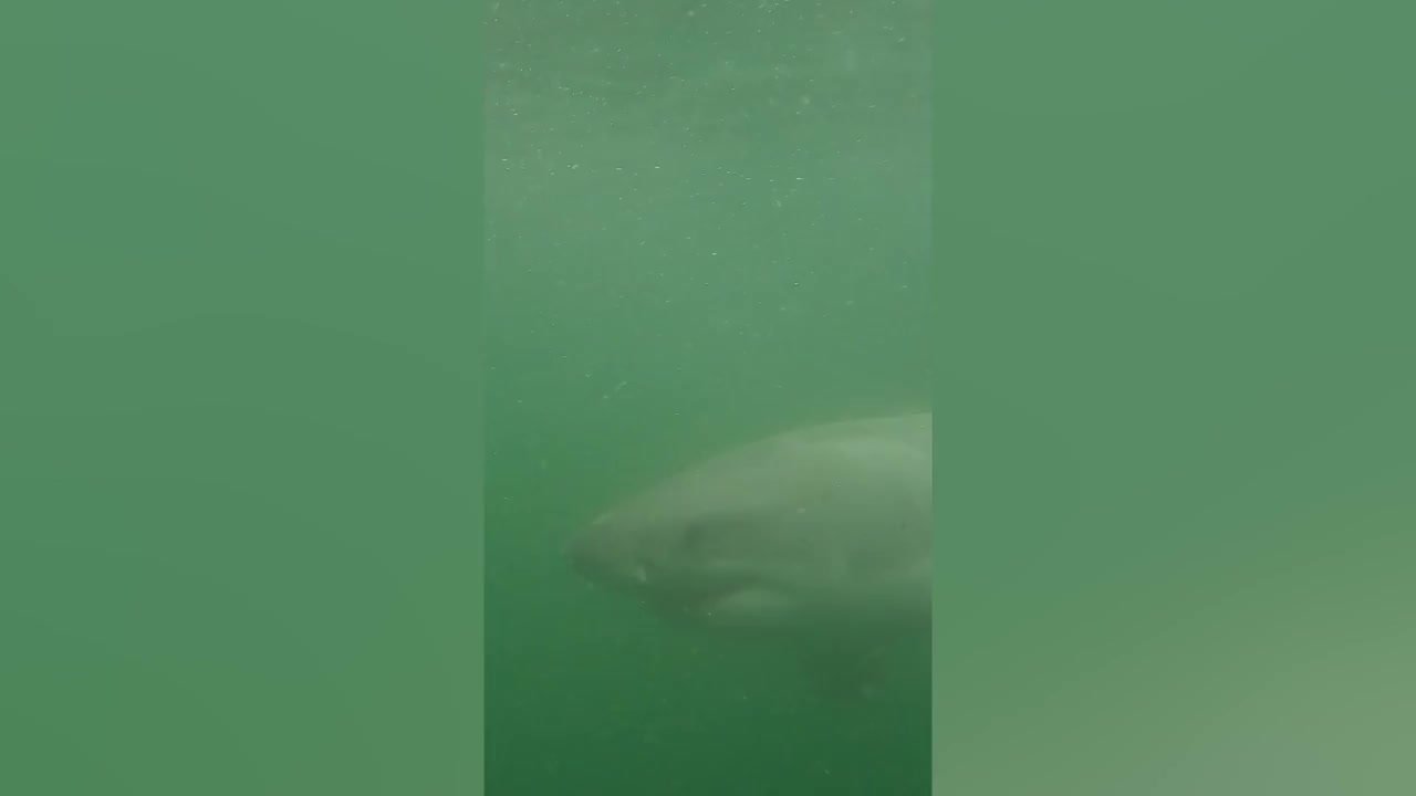 Video - Clip: Thót tim cảnh cá mập trắng bơi lại gần thợ lặn