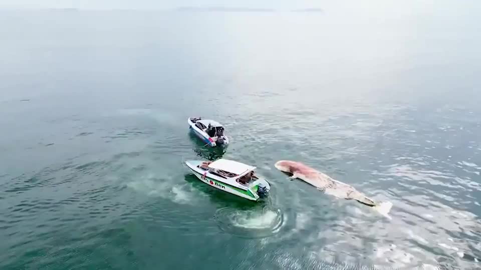 Video - Clip: Phát hiện xác cá voi đang trôi nổi ở ngoài khơi